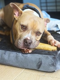 Anakin - Photo 17