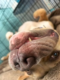 Anakin - Photo 18