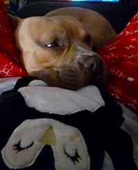Anakin - Photo 10