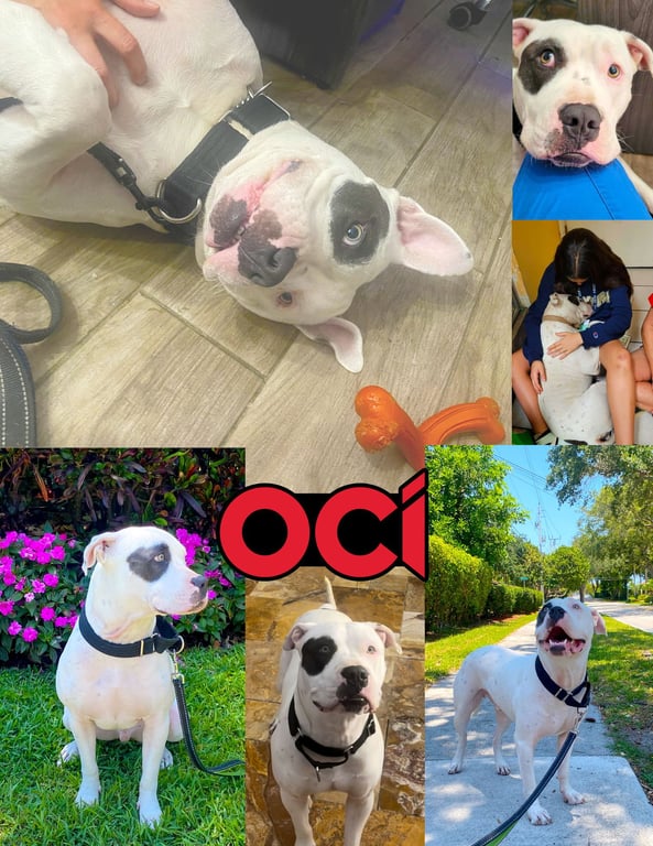 Oci Image