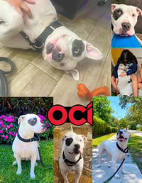 Oci - Photo 1