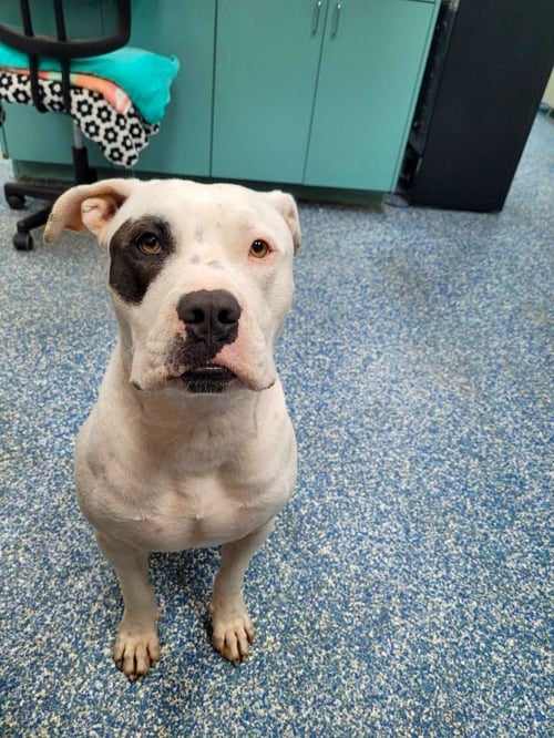 OCI - American Bulldog available for adoption
