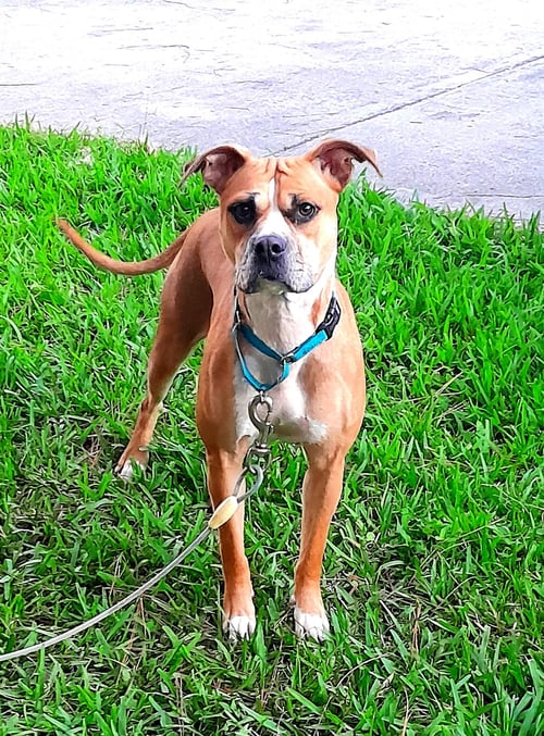 HONEY - Boxer available for adoption