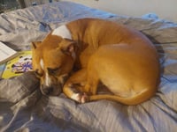 Honey - Photo 14