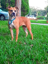 Honey - Photo 5