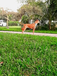 Honey - Photo 8
