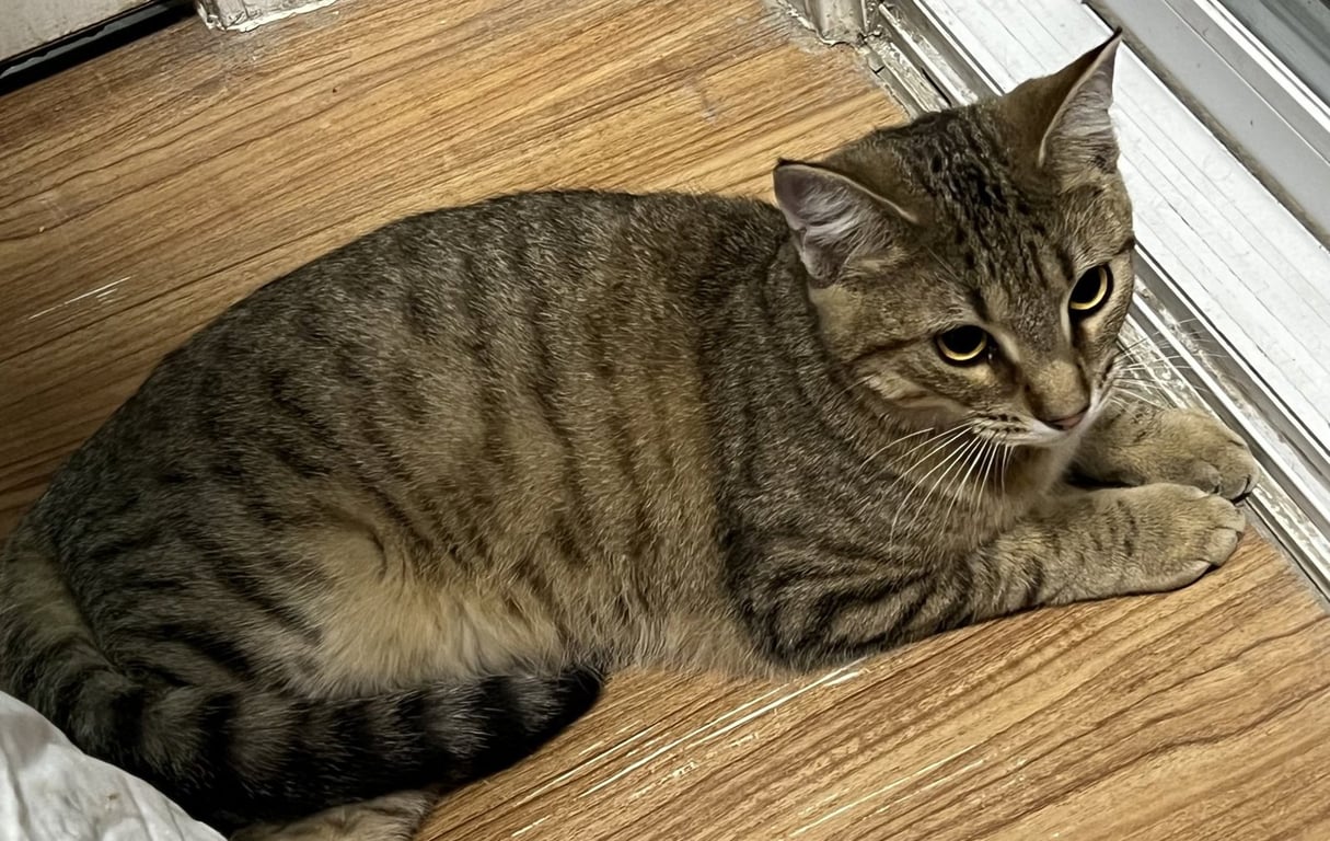 Muffin Image
