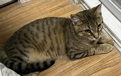 MUFFIN - Tabby / Domestic Short Hair for adoption in Atlanta