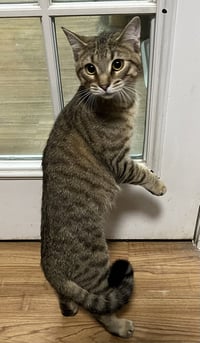 Muffin - Photo 2