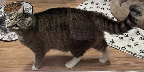WAFFLE - Tabby / Domestic Short Hair available for adoption