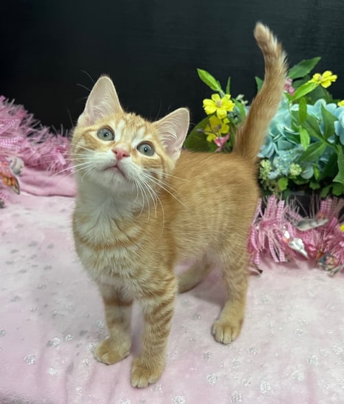 ADOPTION-READ FIRST - Domestic Medium Hair available for adoption
