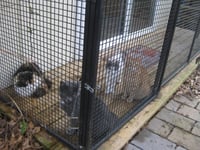 ADOPTION-Read First - Photo 6