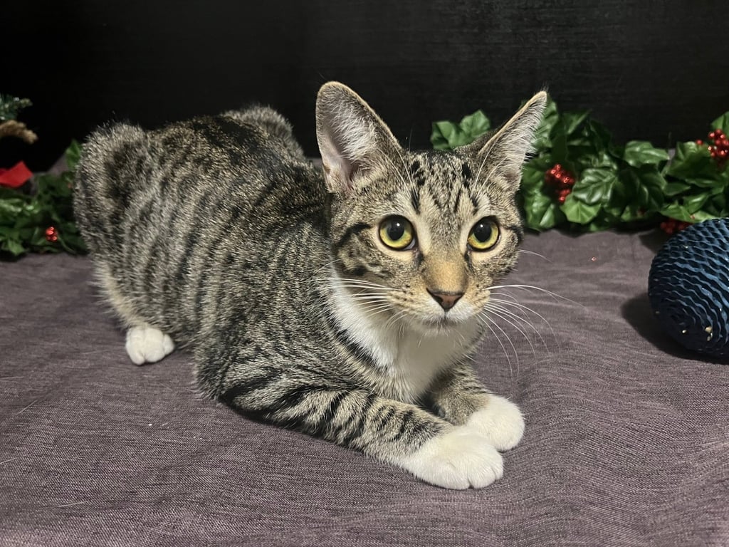 Lena Image