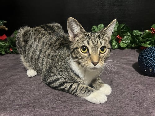 LENA - Tabby / Domestic Short Hair available for adoption