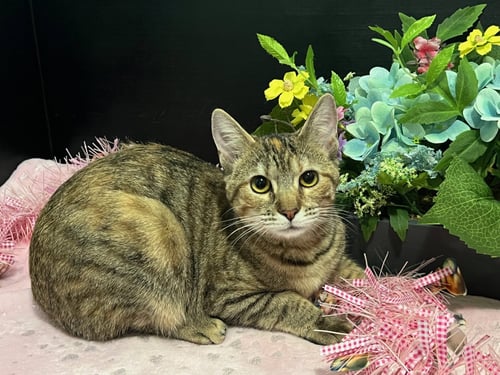 MARIGOLD - Tabby / Domestic Short Hair for adoption in Atlanta