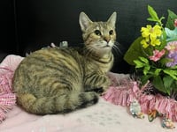 Marigold - Photo 2