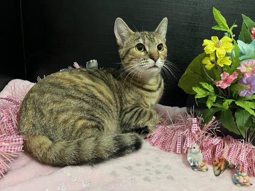 MARIGOLD - Tabby / Domestic Short Hair available for adoption