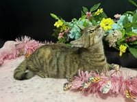 Marigold - Photo 4