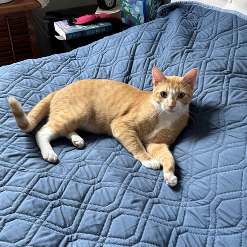 JP - Domestic Short Hair / Tabby available for adoption