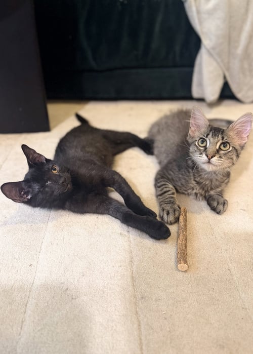 GROVER & CRUMB - Domestic Short Hair available for adoption