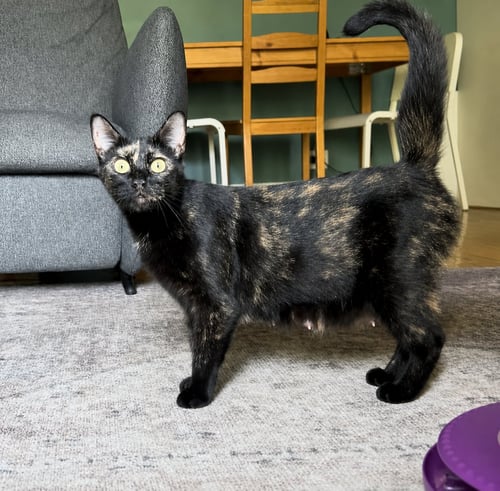 MARIGOLD - Domestic Short Hair available for adoption