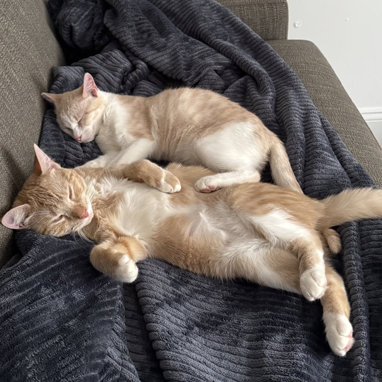 Ginger and Smooch Image