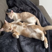 Ginger and Smooch - Photo 1