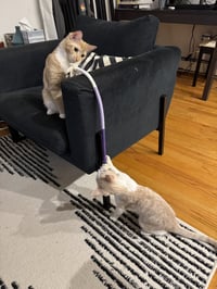 Ginger and Smooch - Photo 2