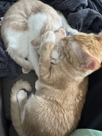 Ginger and Smooch - Photo 3