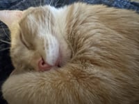 Ginger and Smooch - Photo 4