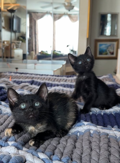 TRIXIE AND JUJUBEE - Domestic Short Hair available for adoption