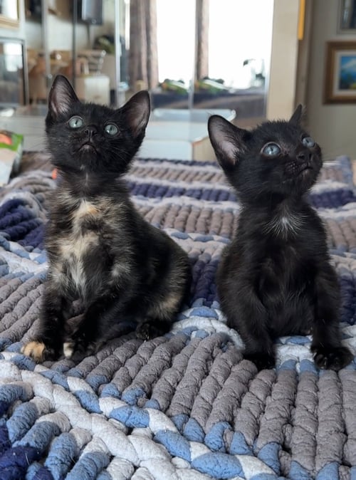 TRIXIE AND JUJUBEE - Domestic Short Hair available for adoption