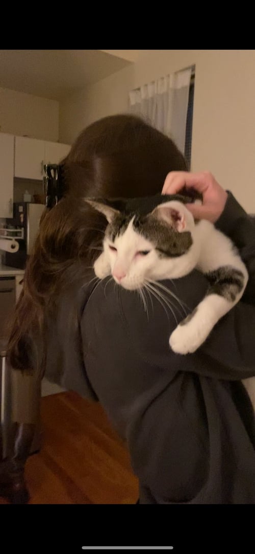 RIVERSIDE - Domestic Short Hair available for adoption
