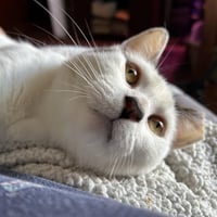 Suki - Photo 1