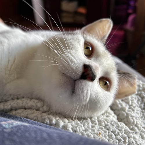 SUKI - Domestic Short Hair / Tabby available for adoption