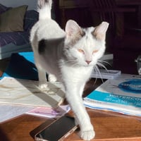 Suki - Photo 3