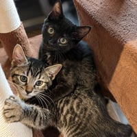 Anita & Tony - Photo 2