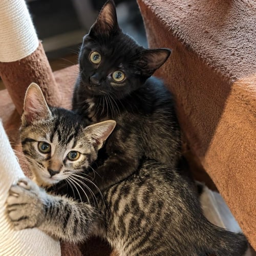 ANITA & TONY - Domestic Short Hair available for adoption