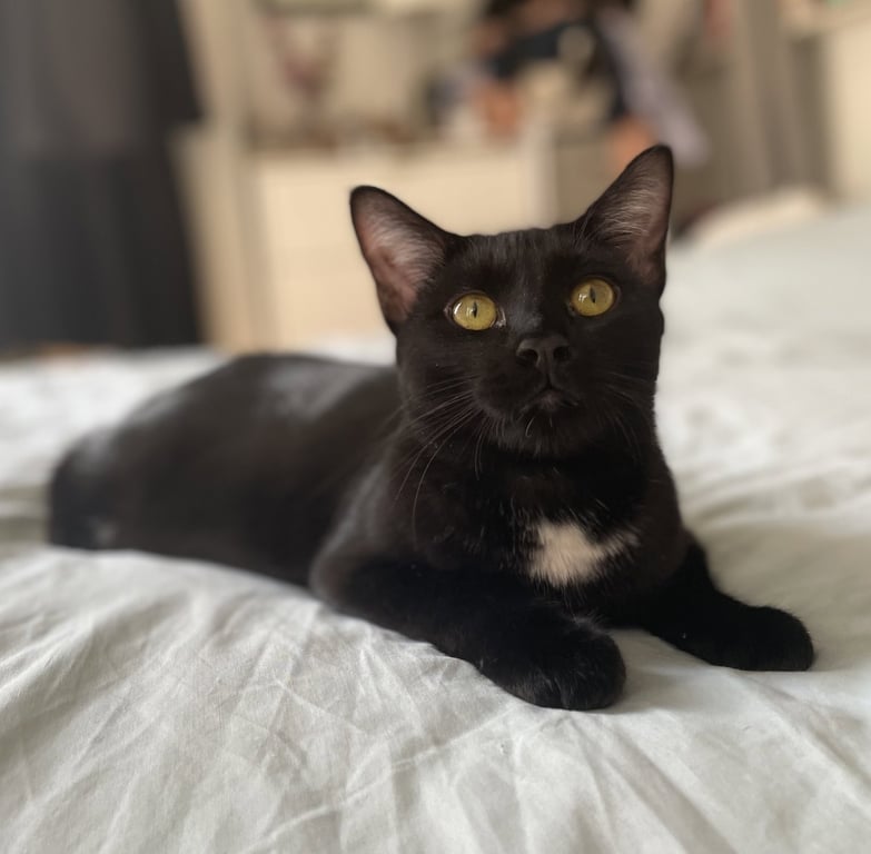 Yolette Jr. Image