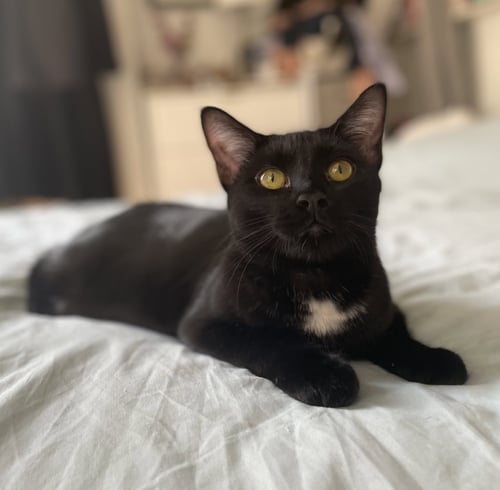 YOLETTE JR. - Domestic Short Hair available for adoption