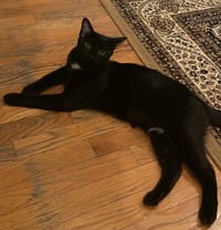 Yolette Jr. - Photo 4
