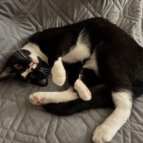 BIG MAN - Tuxedo available for adoption