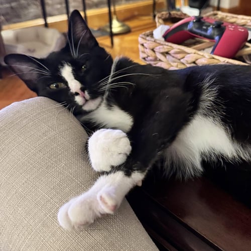 BIG MAN - Tuxedo available for adoption