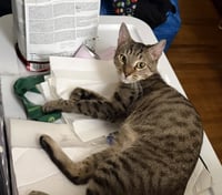 Stripey - Photo 5