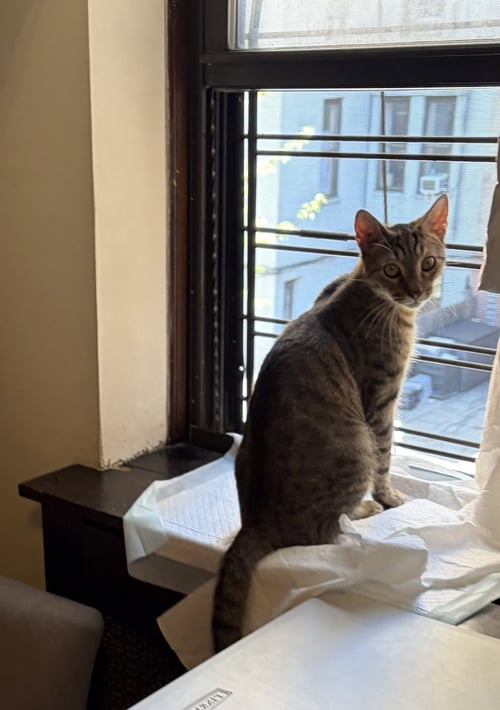STRIPEY - Tabby available for adoption