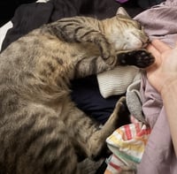 Stripey - Photo 2