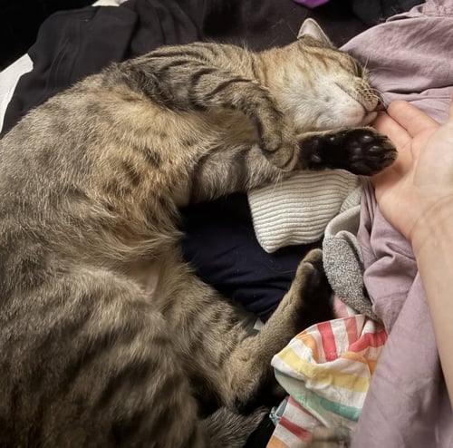 STRIPEY - Tabby available for adoption