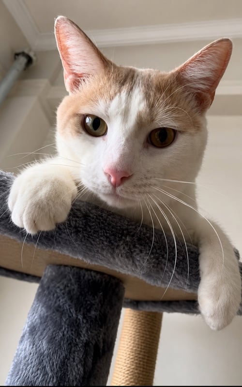 CREAMSICLE - Domestic Short Hair / Tabby available for adoption