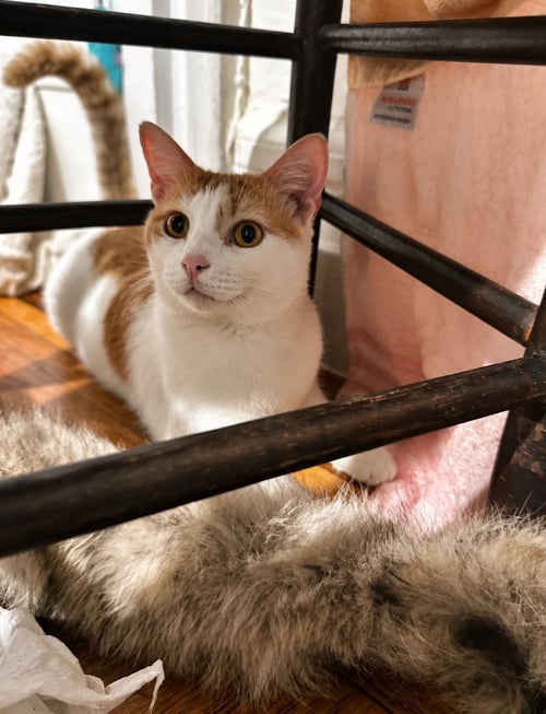 CREAMSICLE - Domestic Short Hair / Tabby available for adoption