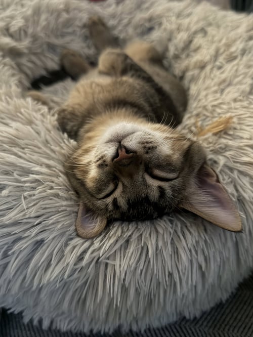 ARTEMIS AND ADONIS - Tabby available for adoption